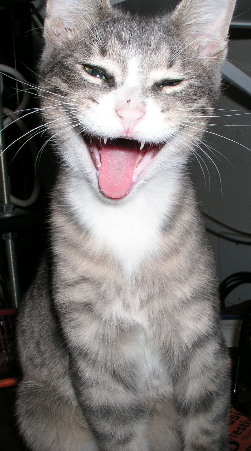 Caught in a yawn
