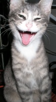 Caught in a yawn